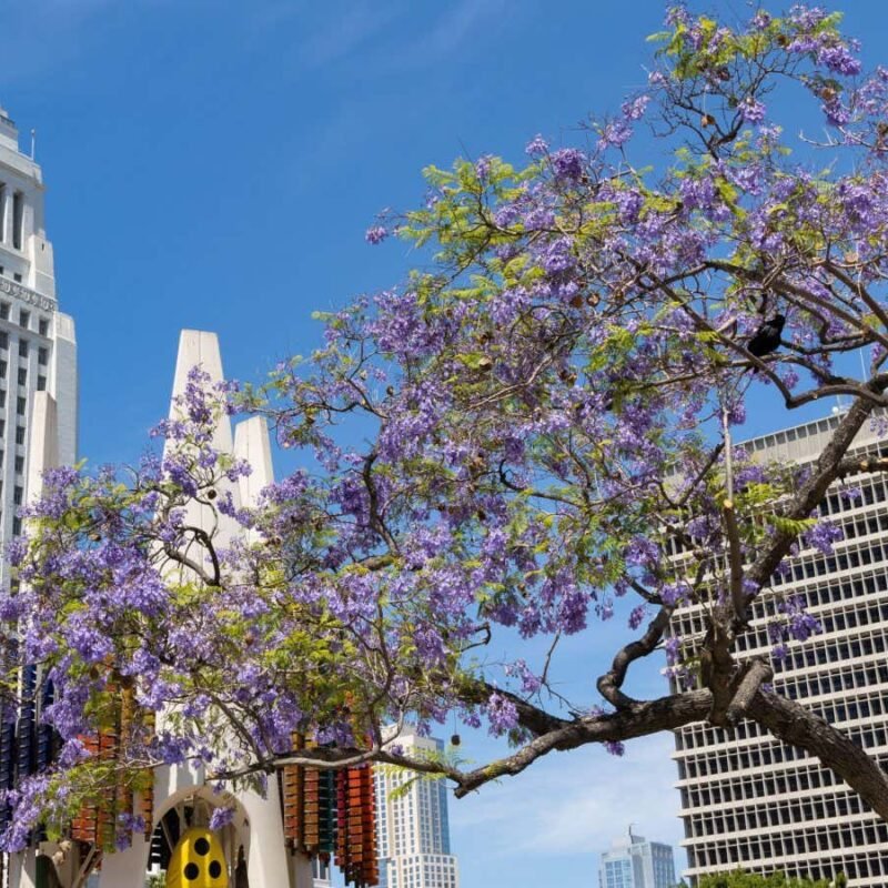 Overheated trees are contributing to urban air pollution