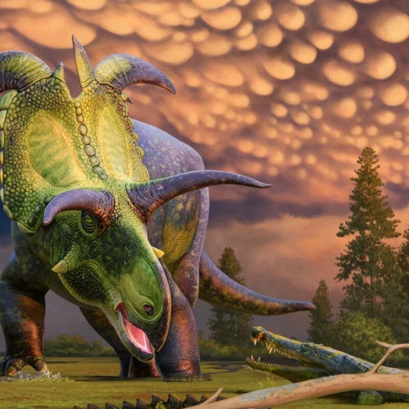 Lokiceratops: Triceratops relative had the weirdest horns ever seen on a dinosaur