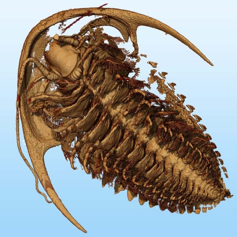 Trilobites preserved in incredible detail by Pompeii-style eruption