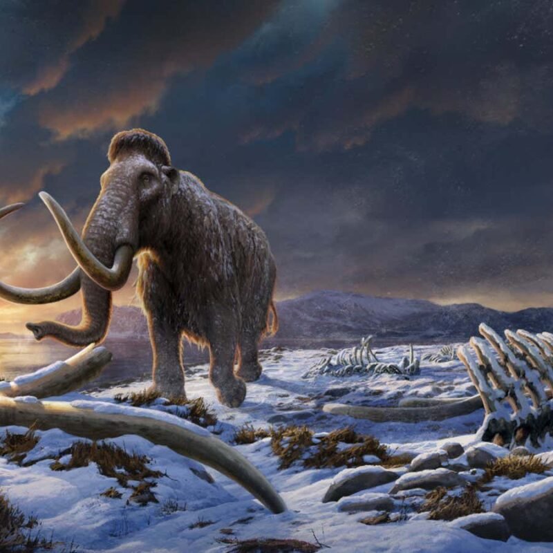 The last woolly mammoths on Earth died from bad luck, not inbreeding
