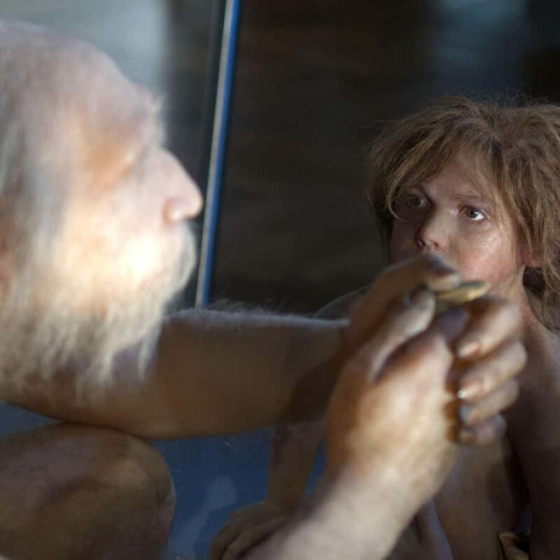 Neanderthal child may have had Down’s syndrome
