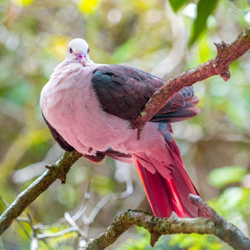 How dodo de-extinction is helping rescue the extraordinary pink pigeon