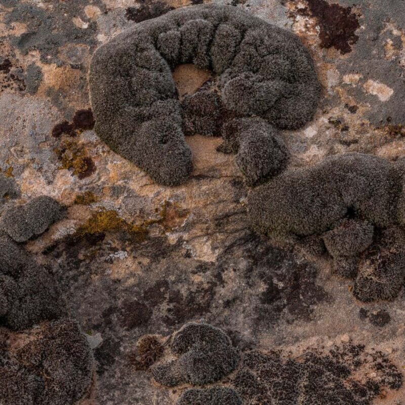 Syntrichia caninervis: Moss that survives deep freeze and radiation could live on Mars