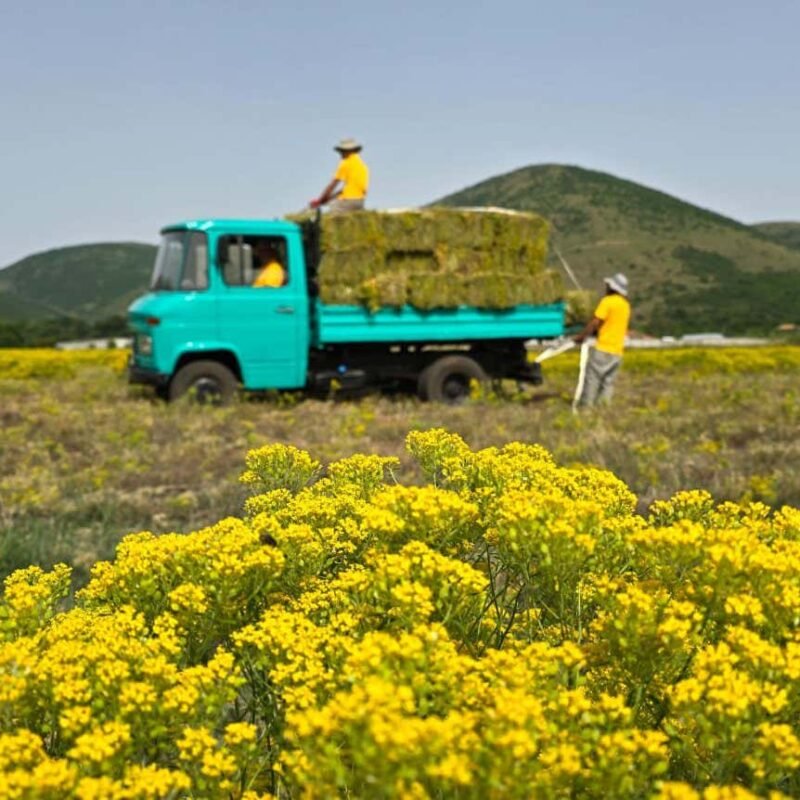 Flower farm could supply nickel for electric vehicle batteries
