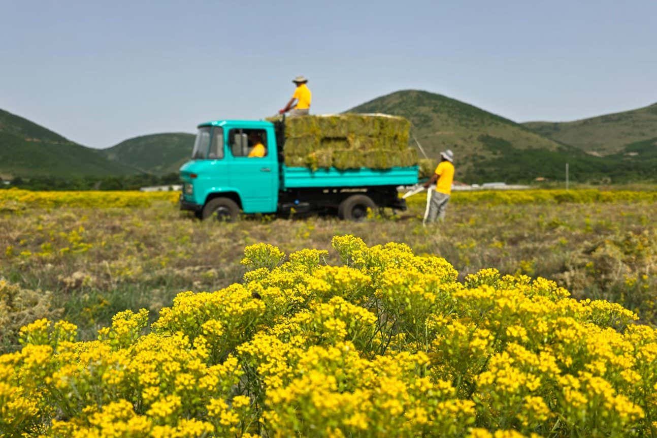 Flower farm could supply nickel for electric vehicle batteries