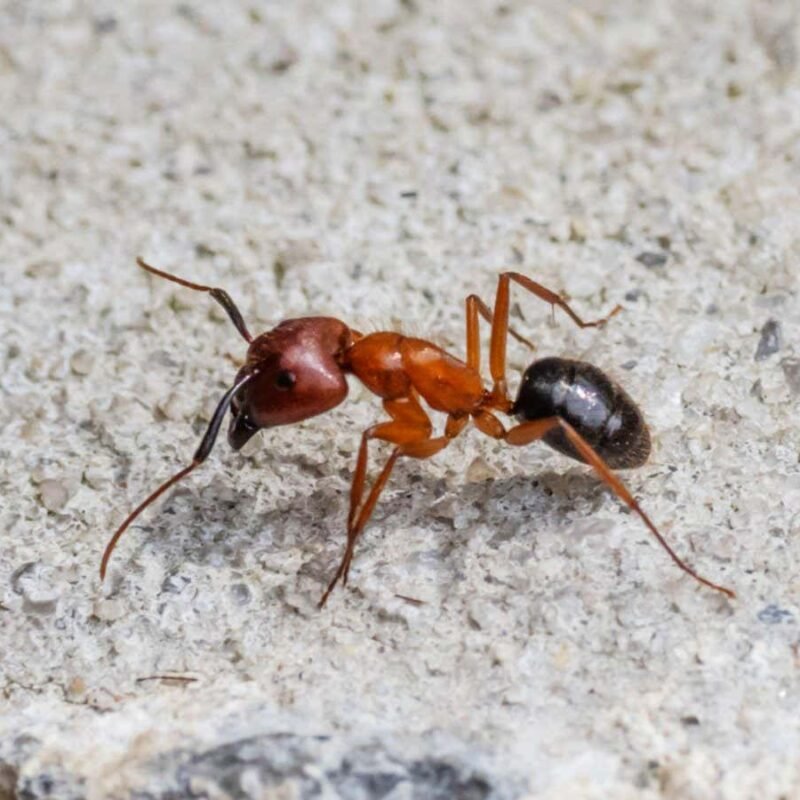 Ants amputate their nestmates’ limbs to save them from infection