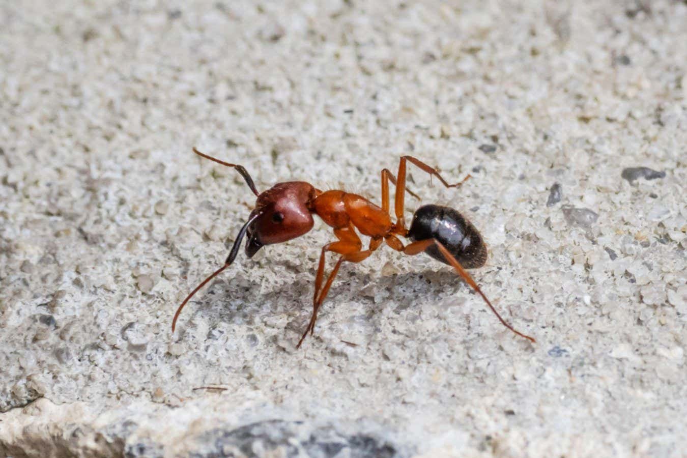 Ants amputate their nestmates’ limbs to save them from infection