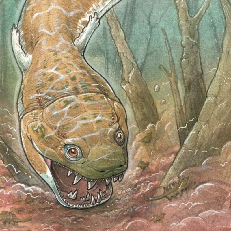Gaiasia jennyae: Giant salamander-like predator roamed Namibia 280 million years ago