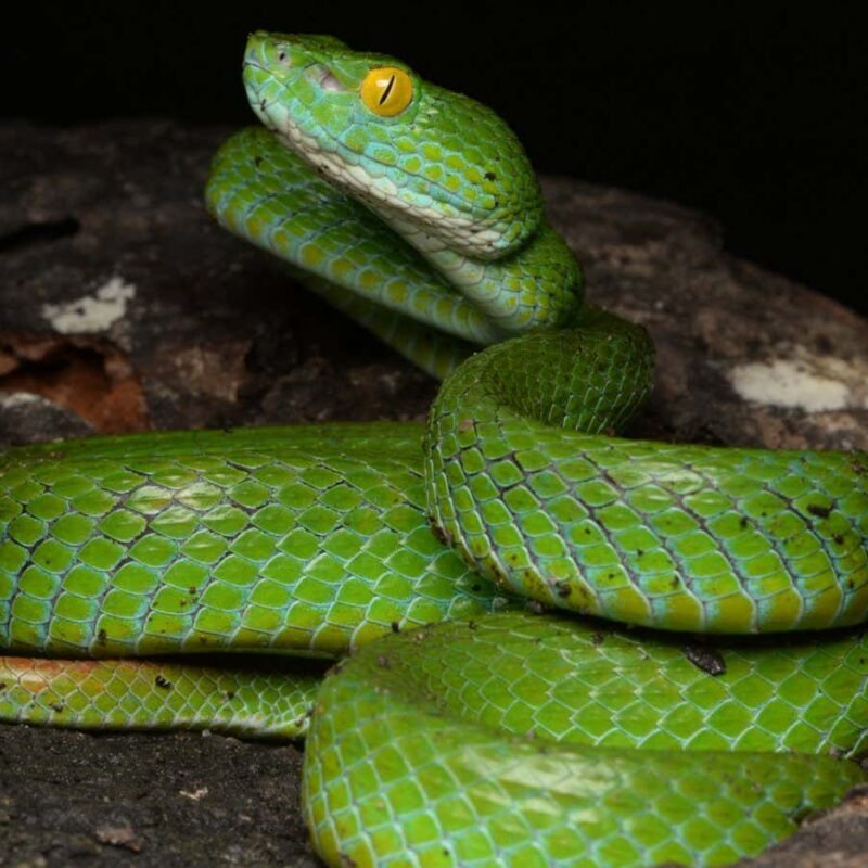 Trimeresurus cyanolabris: Blue-lipped green viper is new to science