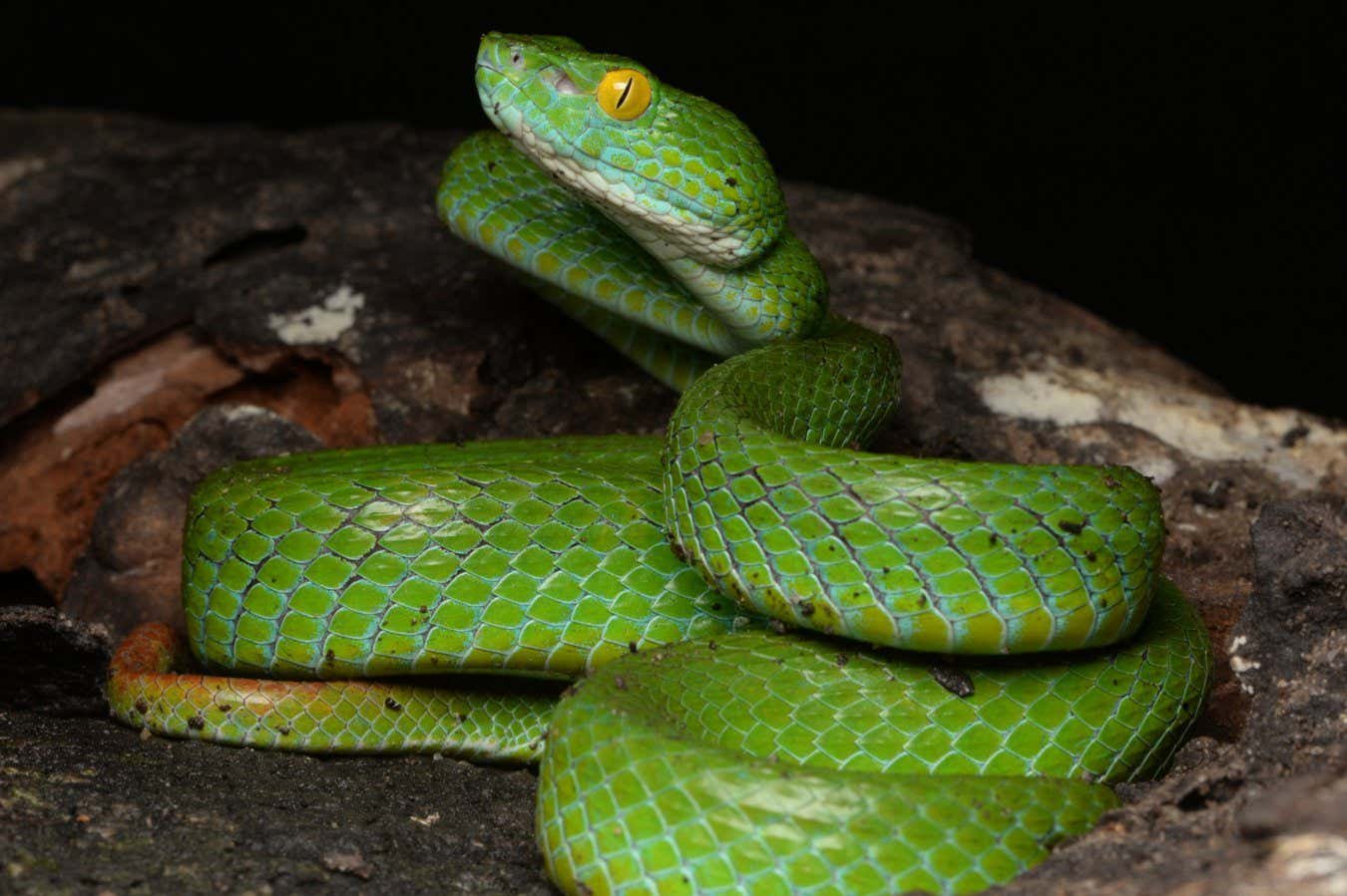 Trimeresurus cyanolabris: Blue-lipped green viper is new to science