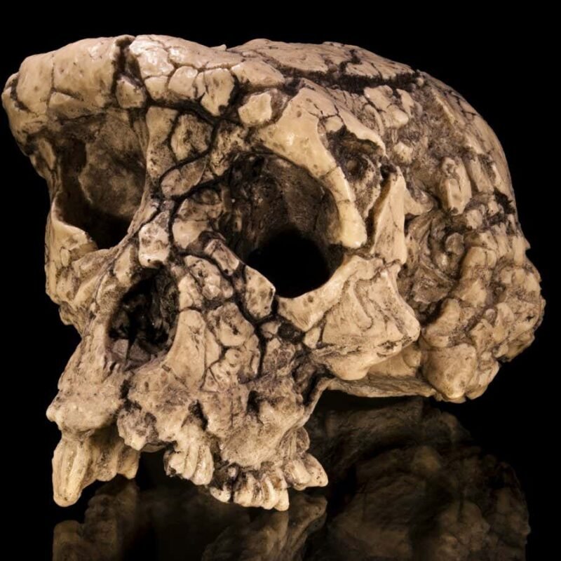 When did human ancestors start walking on two legs?