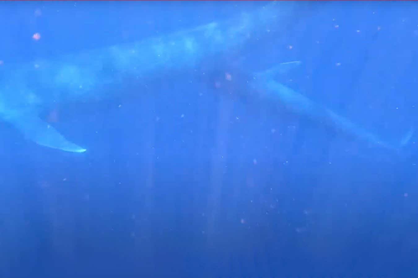 Blue whale mother caught feeding her calf on video for first time ever