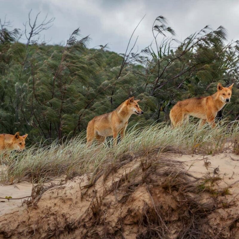 Evolutionary story of Australia’s dingoes revealed by ancient DNA