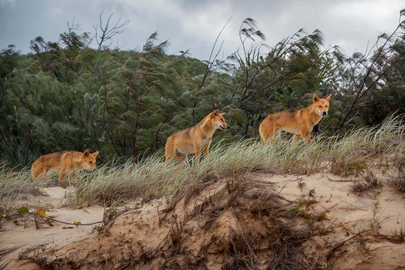 Evolutionary story of Australia’s dingoes revealed by ancient DNA