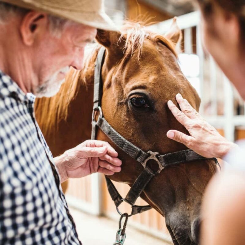 People with Alzheimer’s disease benefit from spending time with horses