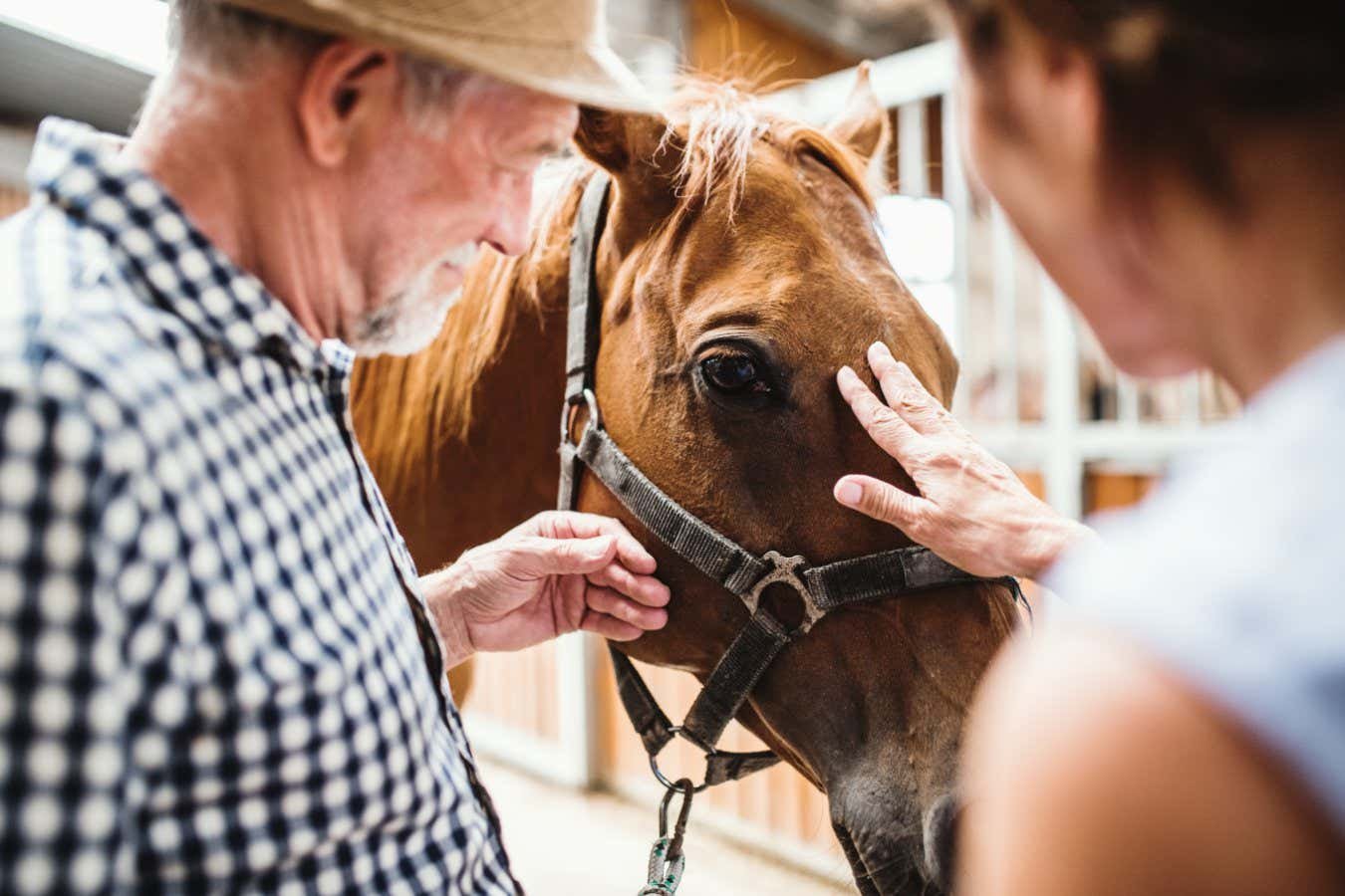 People with Alzheimer’s disease benefit from spending time with horses