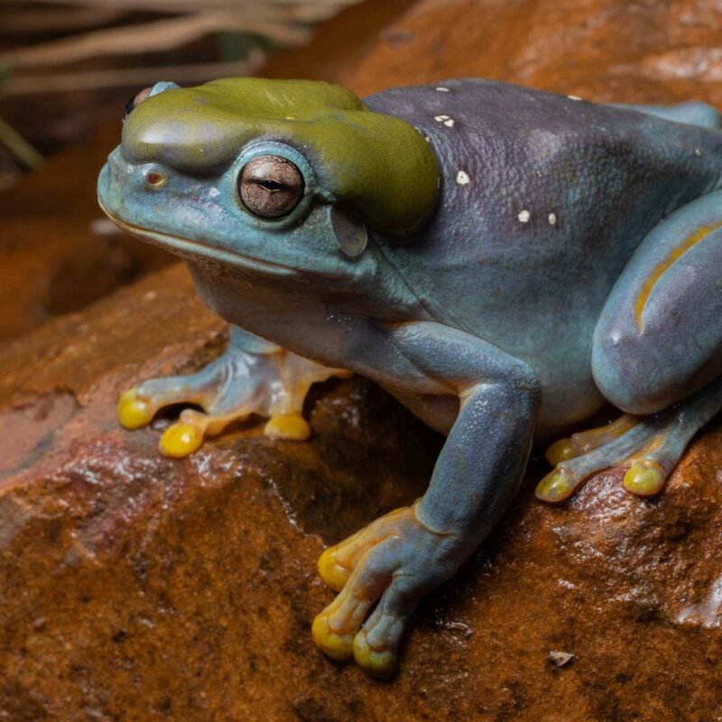 Stunning blue-skinned frog is a rare genetic mutant