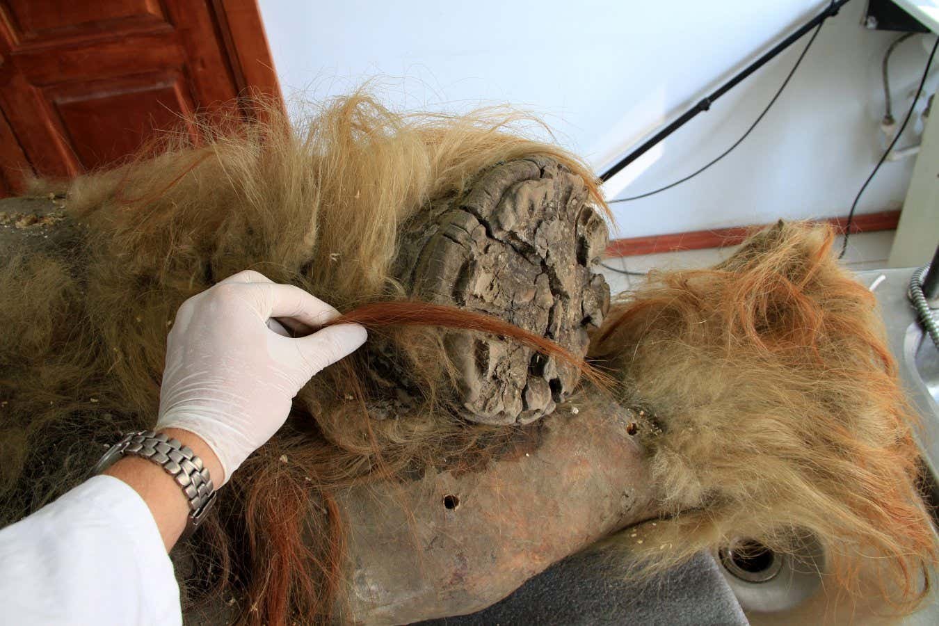 Woolly mammoth DNA exceptionally preserved in freeze-dried ‘jerky’