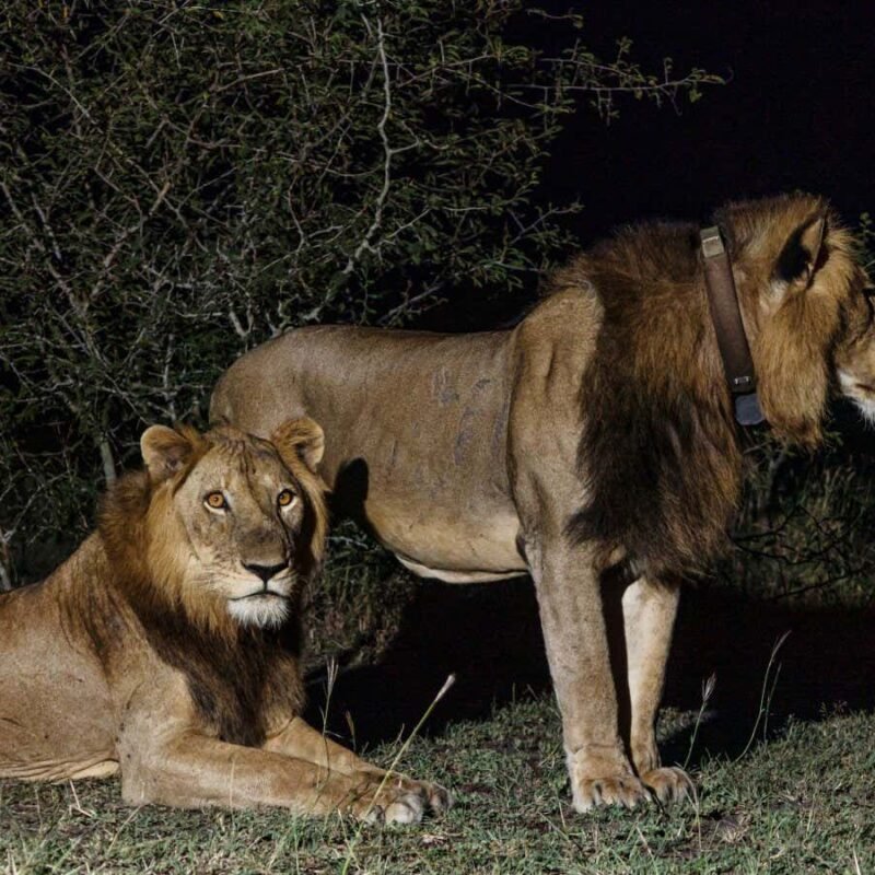 Lions’ record-breaking swim across channel captured by drone camera