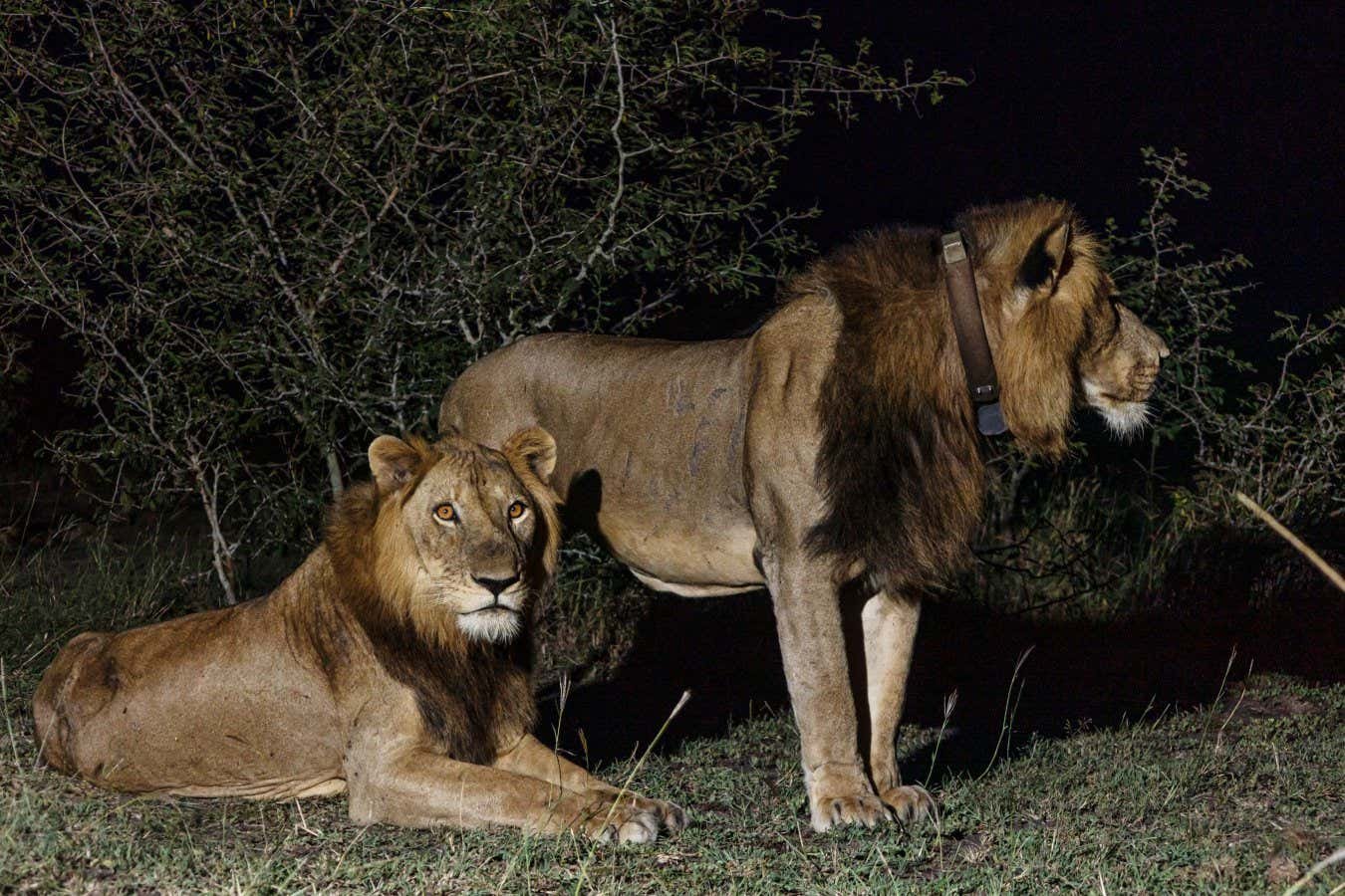 Lions’ record-breaking swim across channel captured by drone camera