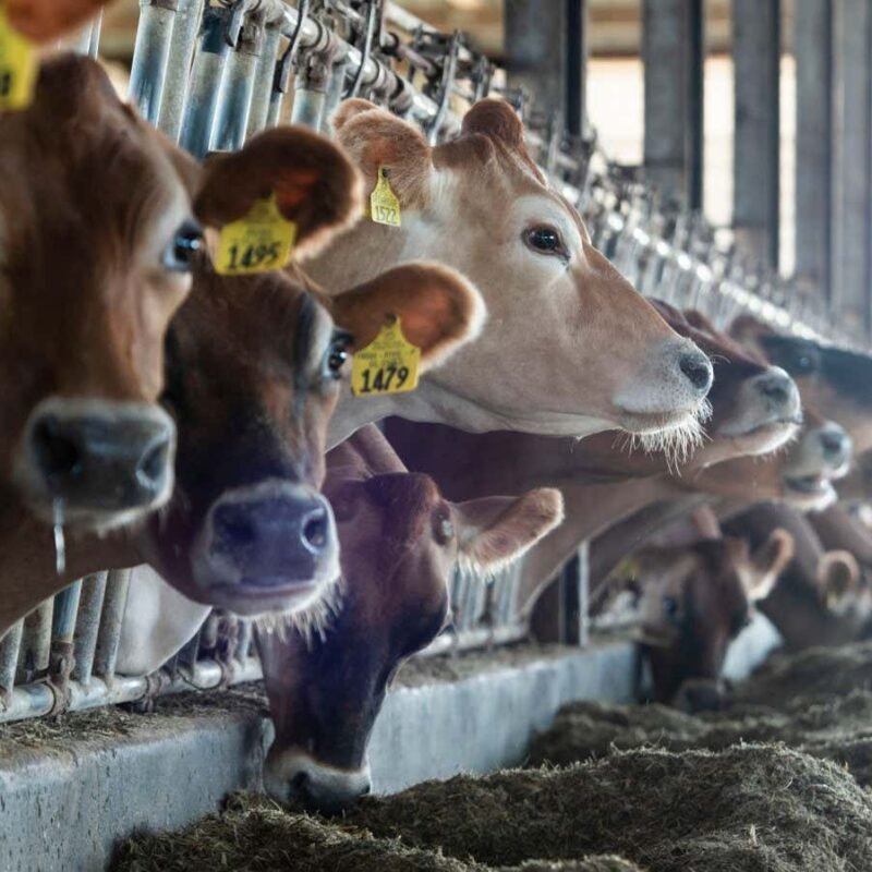 Bird flu cases may be going undetected in US dairy workers