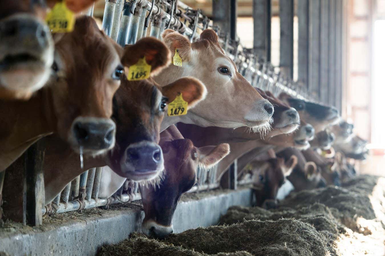 Bird flu cases may be going undetected in US dairy workers