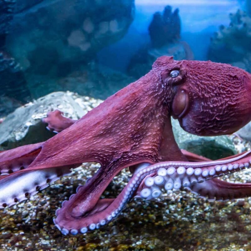 Are animals conscious? We’re finally realising that many species are