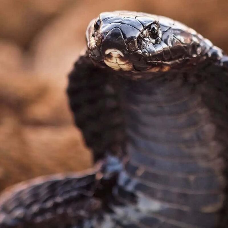 Blood-thinning drug heparin may stop snakebite victims losing limbs