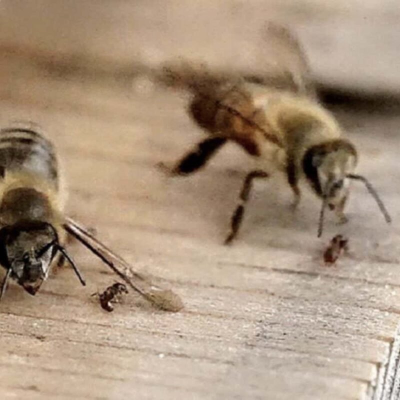 Watch bees defend their nest by slapping ants with their wings