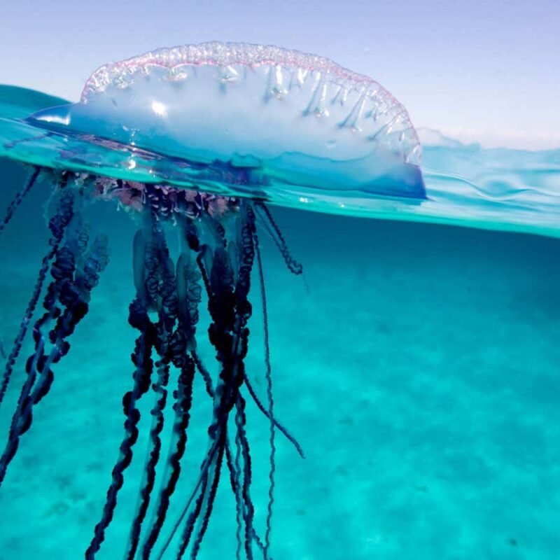 New species of Portuguese man o’ war discovered in the Tasman Sea
