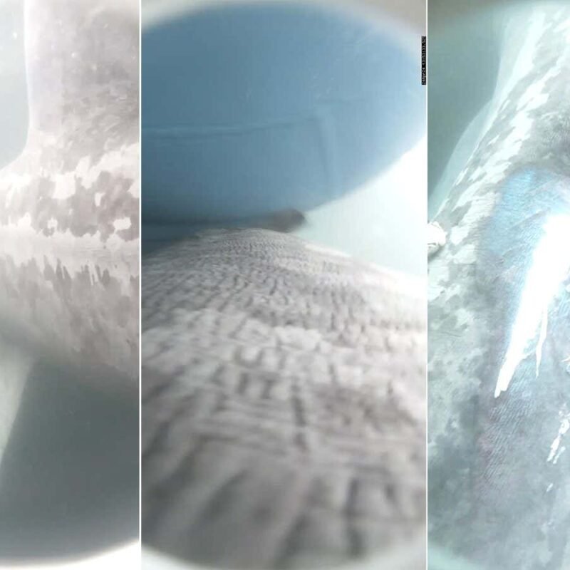 Collision between boat and basking shark captured by camera tag