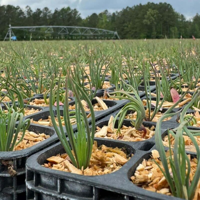 Millions of trees could grow faster with a boost from wild fungi