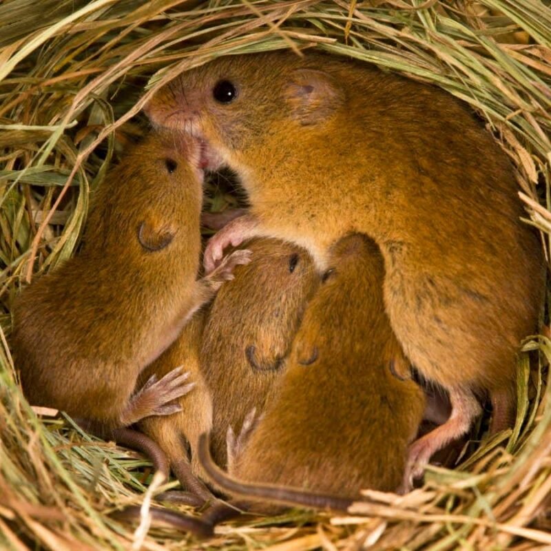 A type of brain cell helps explain the calming influence of mothers