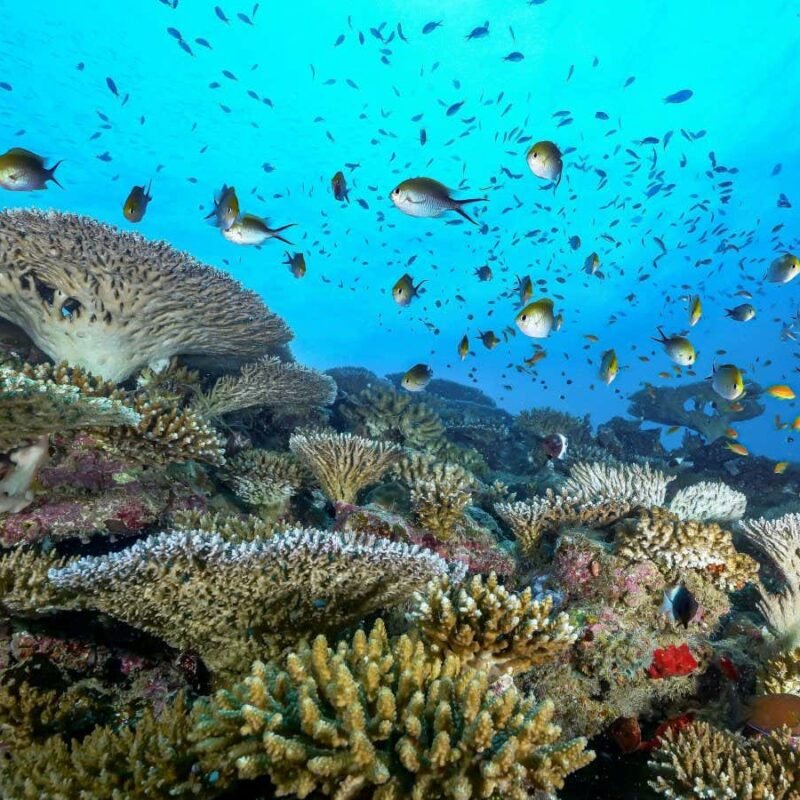 Controversial idea to save corals would replace them with new species