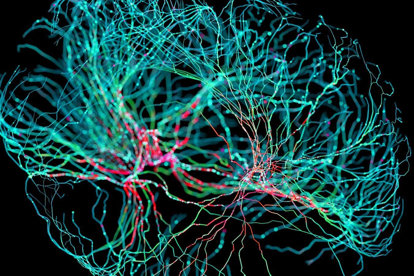 Nerve fibres in the brain could generate quantum entanglement