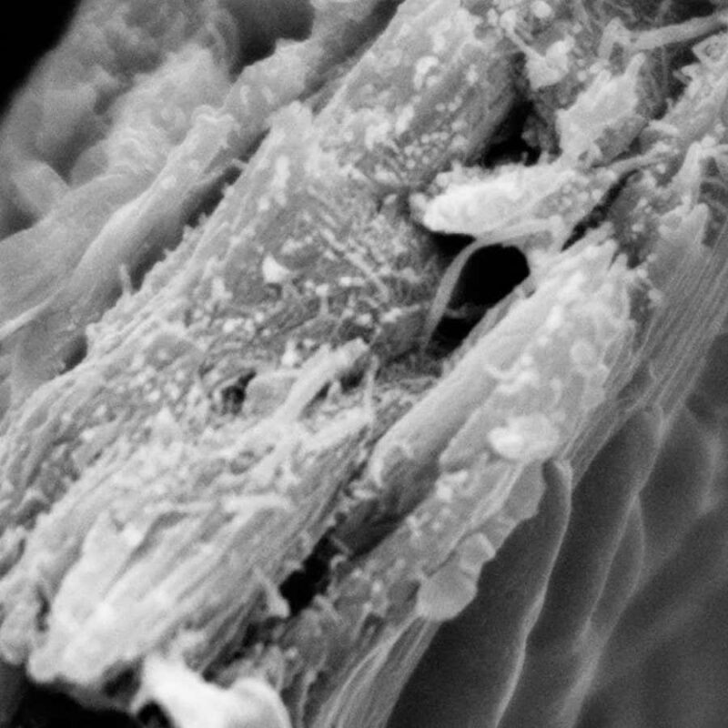 Midwood: We have discovered an entirely new kind of wood