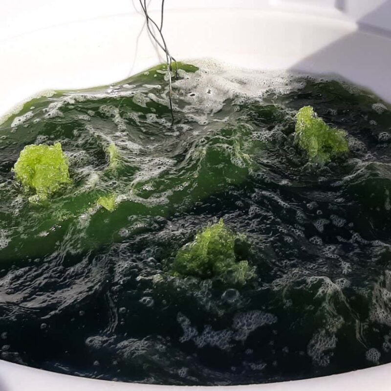 Algae transformed into a ‘biofactory’ for green fuel and plastics