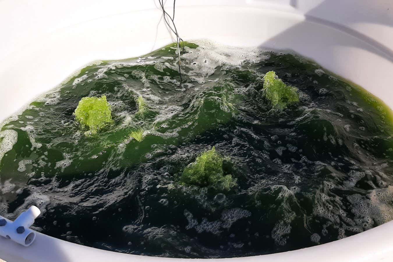 Algae transformed into a ‘biofactory’ for green fuel and plastics