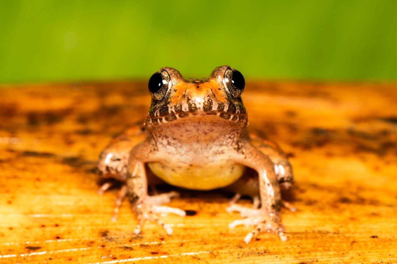 Charles Darwin’s frogs turn mating upside down