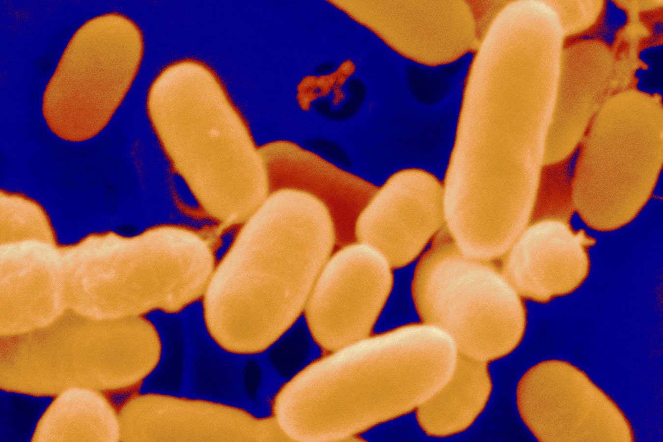 Bacteria originally found in faeces help chronic wounds heal