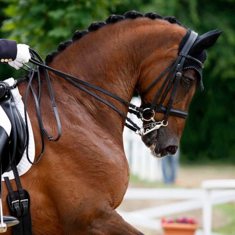 Rollkur: Are horses in equestrian sports being harmed by neck hyperflexion?