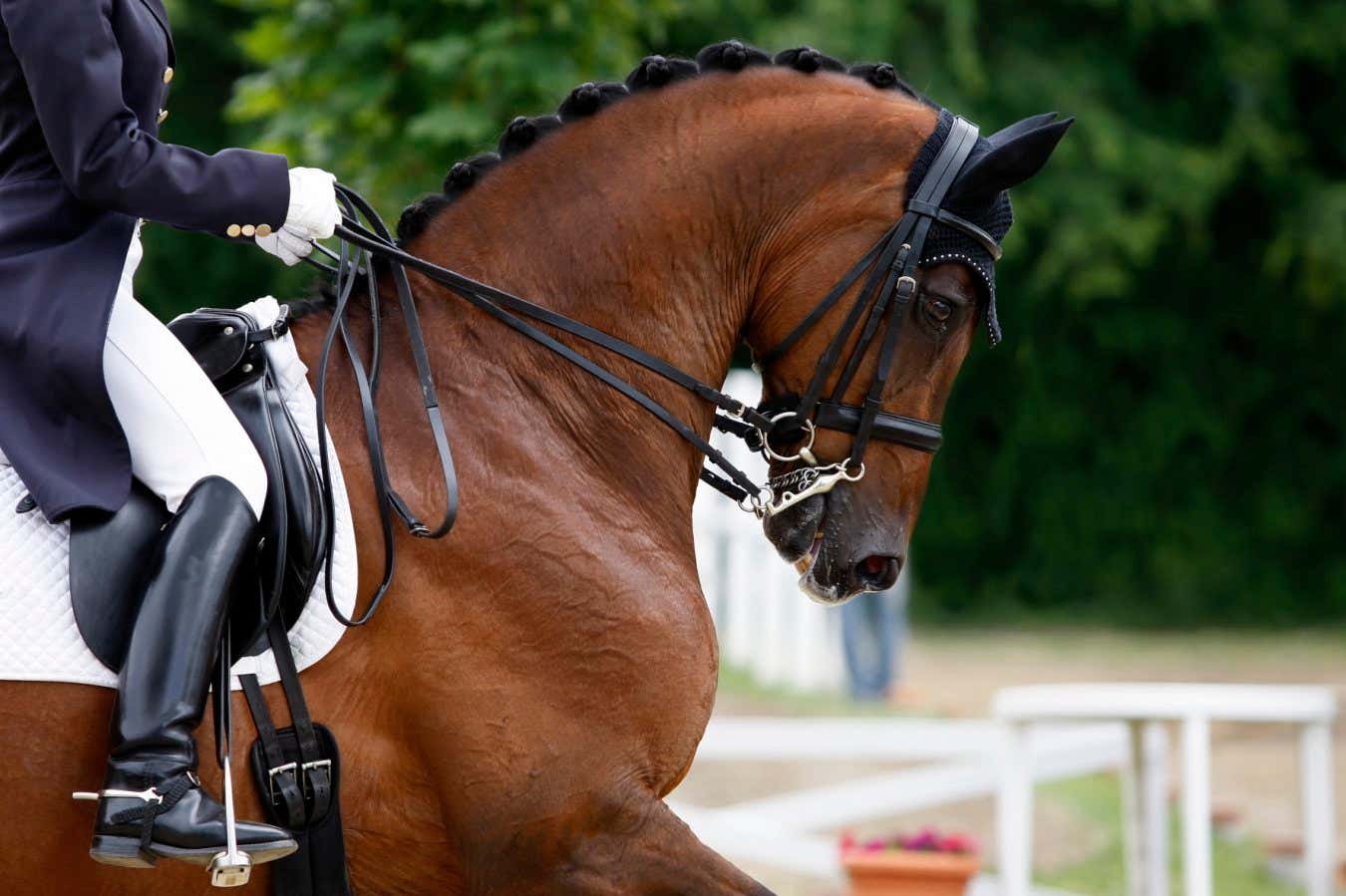 Rollkur: Are horses in equestrian sports being harmed by neck hyperflexion?