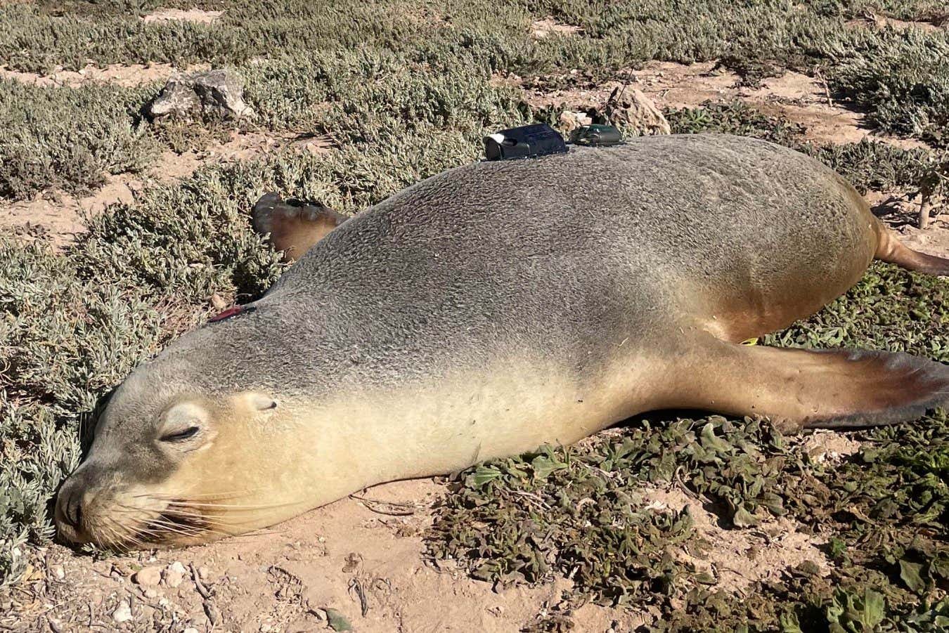 Sea lion cameras record amazing predator’s view of the ocean