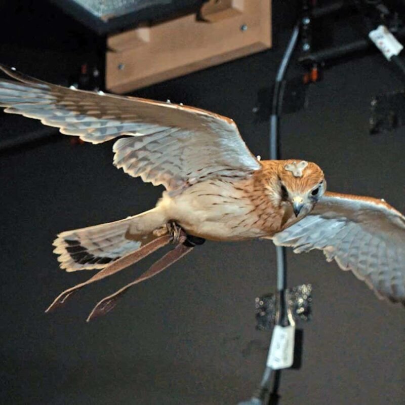 We now know how kestrels stay perfectly still while hovering