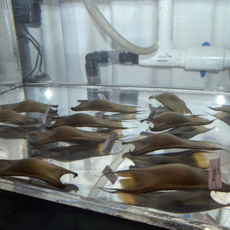 Endangered skates saved from extinction by hatching in captivity