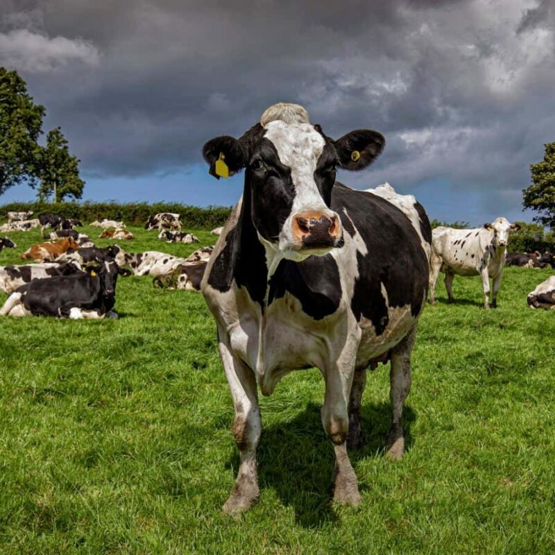 The climate impact of feeding ourselves is getting worse and worse