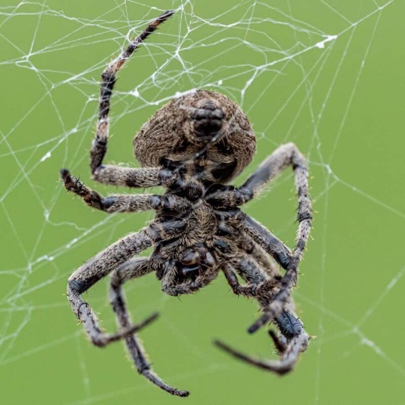 Spiders use fireflies as flashing lures to catch more prey