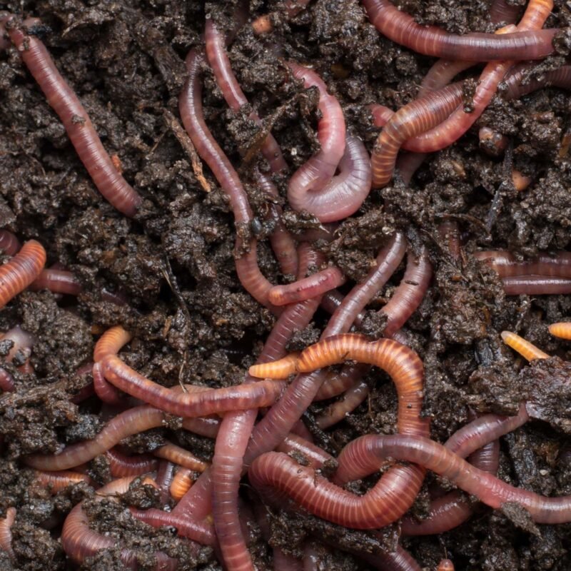 Listening to worms wriggle can help us monitor ecosystem health