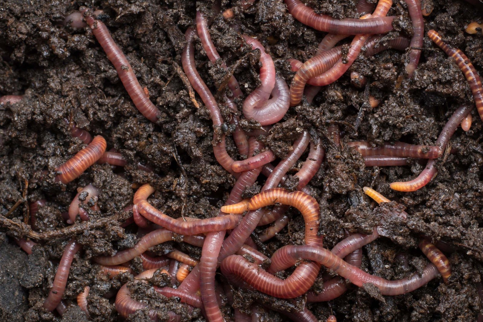 Listening to worms wriggle can help us monitor ecosystem health