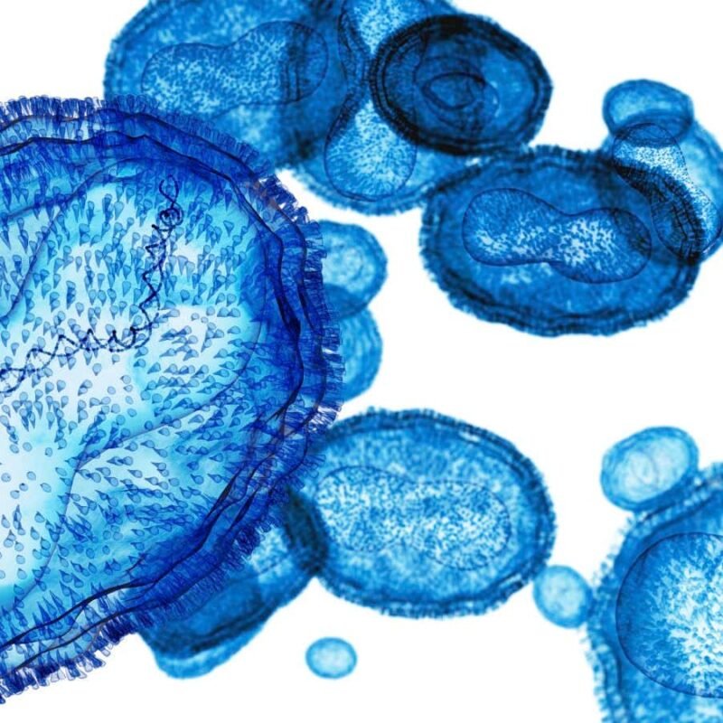 Mpox: Everything you need to know about the 2024 outbreak